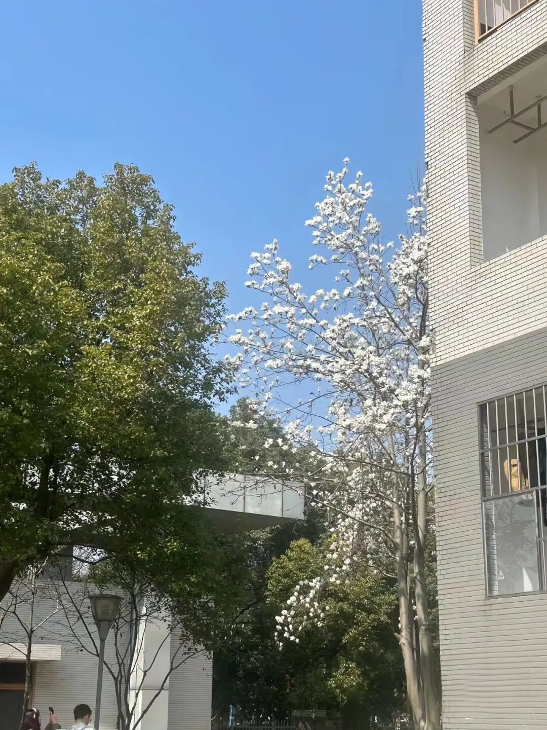 江苏科技大学（张家港校区）校园风景